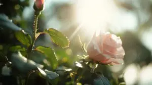 Lire la suite à propos de l’article Maîtrisez l&rsquo;art du bouturage de rosier : techniques avancées et astuces d&rsquo;expert